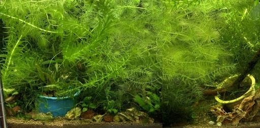 90cm水槽 外部濾過フィルター パワーボックスsv9000 水草ストック Y 博多南のその他の中古あげます 譲ります ジモティーで不用品の処分 90cm水槽 外部濾過フィルター パワーボックスsv9000 水草ストック Y 博多南のその他の中古あげます 譲ります ジモティーで不用品の処分