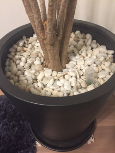 観葉植物の鉢