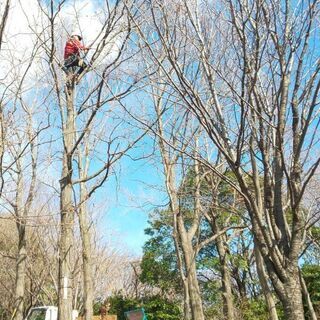 剪定、伐採、草刈など庭木の事はお任せください【非喫煙】