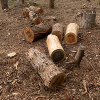 伐採した木　薪ストーブ　焚き火　キャンプ