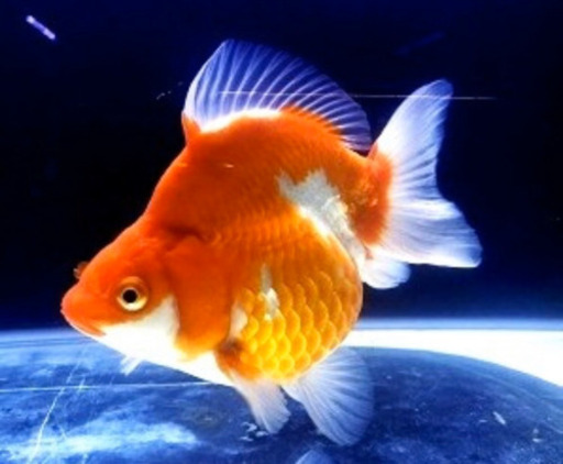 金魚 だるま琉金 あげます 仙人 池ノ上のその他の中古あげます 譲ります ジモティーで不用品の処分 金魚 だるま琉金 あげます 仙人 池ノ上のその他の中古あげます 譲ります ジモティーで不用品の処分