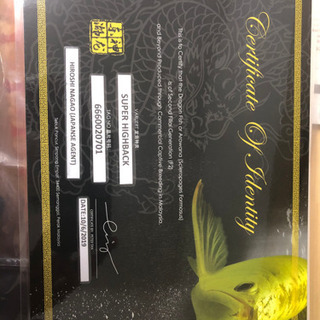 古代魚 スーパーハイバック