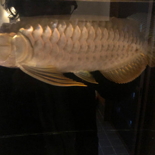 古代魚 スーパーハイバック