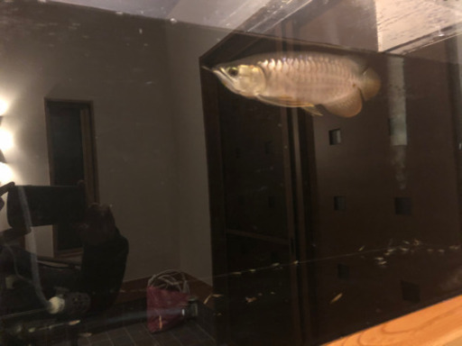 古代魚 スーパーハイバック