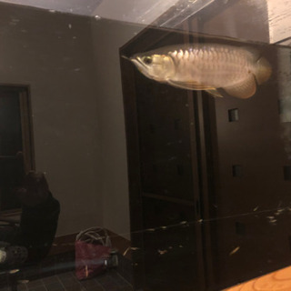 古代魚 スーパーハイバック