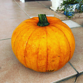 ハロウィンかぼちゃの種（15粒）