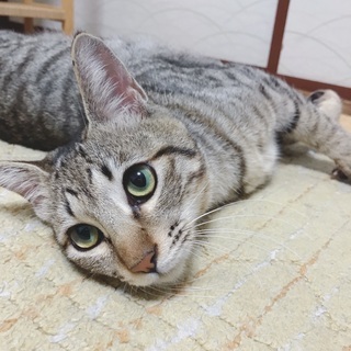 【家族が決まりました】アパート下に現れたキジトラ猫ちゃん（1歳く...