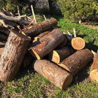 伐採した木、薪