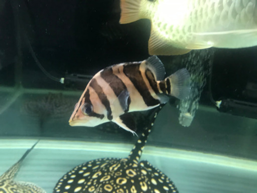 ダトニオ±13cm 片面リアルバンド レアなジャンビ産