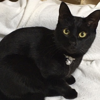推定3歳♂龍君綺麗な黒猫さん