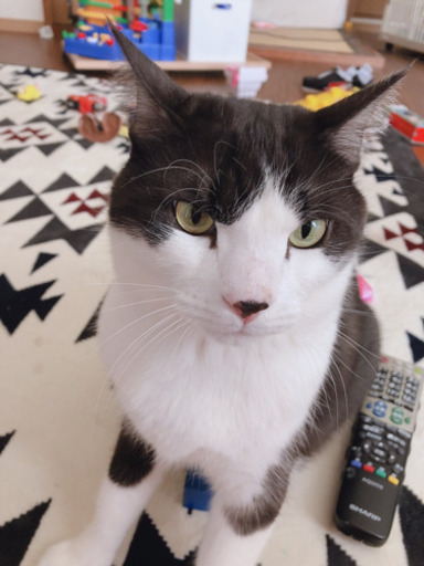 ハチワレ 猫くん里親さん募集します 名前はのこちゃんです みんみん 焼津の猫の里親募集 ジモティー ハチワレ 猫くん里親さん募集します 名前はのこちゃんです みんみん 焼津の猫の里親募集 ジモティー