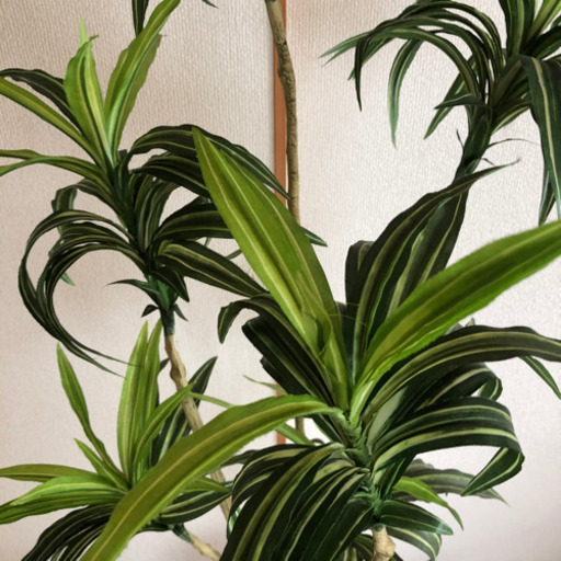 ドラセナ観葉植物レプリカ Kazu 白石の家具の中古あげます 譲ります ジモティーで不用品の処分 ドラセナ観葉植物レプリカ Kazu 白石の家具の中古あげます 譲ります ジモティーで不用品の処分