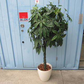 大阪府 茨木市の中古観葉植物が無料 格安で買える ジモティー