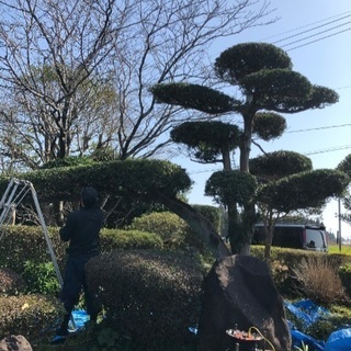 植木を小さくしたい！ - 児湯郡