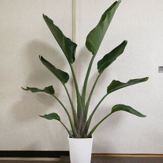 140cm オーガスタ ストレリチア ニコライ ぬこ 東大島の家庭用品 ガーデニング の中古あげます 譲ります ジモティーで不用品の処分