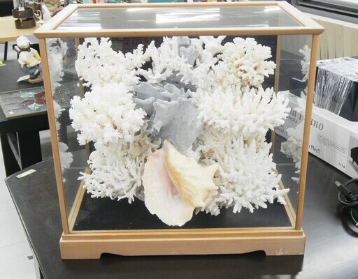 珊瑚礁/サンゴ オブジェ インテリア 置物 卓上 木枠 ガラスケース入 装飾品 飾り物 苫小牧西店