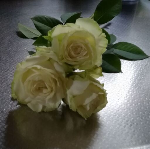 バラ苗