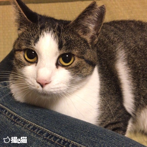 白キジの可愛いキララちゃん ねこクラブたま 小野の猫の里親募集 ジモティー 白キジの可愛いキララちゃん ねこクラブたま 小野の猫の里親募集 ジモティー
