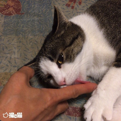 白キジの可愛いキララちゃん ねこクラブたま 小野の猫の里親募集 ジモティー 白キジの可愛いキララちゃん ねこクラブたま 小野の猫の里親募集 ジモティー