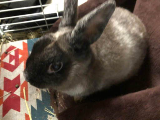 1歳半の男の子のうさぎの里親募集 ひなた 京都のその他の里親募集 ジモティー