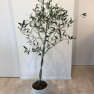 オリーブの木　140cm  ルッカ　植物　植栽　グリーン　オリー...