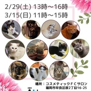 白猫オッドアイのメス猫さん(　3/15 譲渡会 ) - 猫