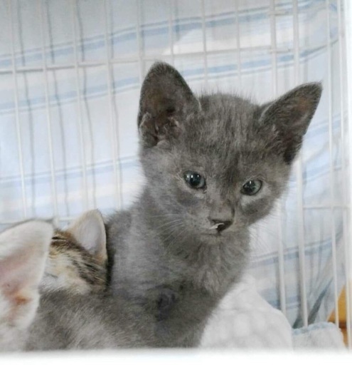 生後1ヶ月の可愛い子猫2匹 ハナハナ 姪浜の猫の里親募集 ジモティー