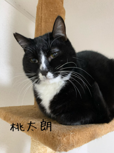 コッソリいたずらをした後のドヤ顔がたまらない男の子と楽しい年越しをしませんか もりもり家 笠幡の猫の里親募集 ジモティー コッソリいたずらをした後のドヤ顔がたまらない男の子と楽しい年越しをしませんか もりもり家 笠幡の猫の里親募集 ジモティー