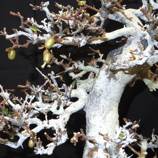 寒グミ 盆栽 極太幹 樹高約55cm 横幅約56cm 奥行約46cm 幹太さ