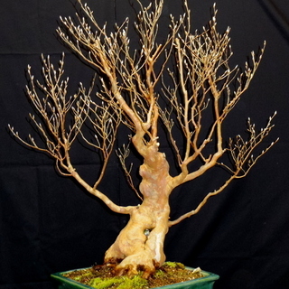 姫沙羅/ヒメシャラ 盆栽 極太幹 義村秀峰 樹高約84cm 横幅約73cm 奥行約62cm 幹太さ約55㎝ 樹齢約80年/取りに来れる方大歓迎 自社配送も可