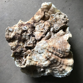 白サンゴ　置き物❗️