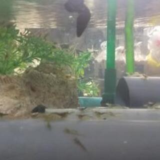 中古モエビが無料 格安で買える ジモティー