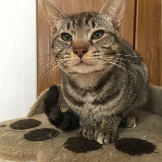 オシキャット 里親募集 ジモティー オシキャット 里親募集 ジモティー