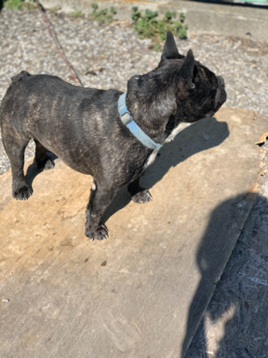 ムキムキボディのイチローくんフレンチブルドッグ Buhee 神保原の犬の里親募集 ジモティー