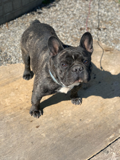 ムキムキボディのイチローくんフレンチブルドッグ Buhee 神保原の犬の里親募集 ジモティー
