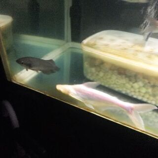 愛知県 瀬戸市の中古水槽が無料 格安で買える ジモティー