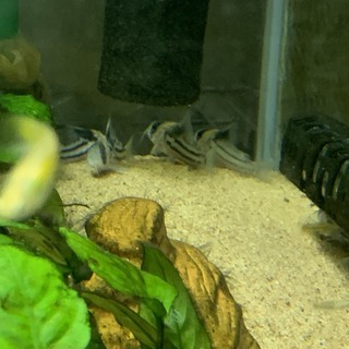 コリドラス コルレア6匹