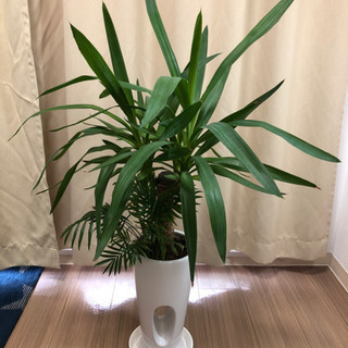 観葉植物