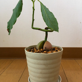 北海道の中古観葉植物が無料 格安で買える ジモティー 北海道の中古観葉植物が無料 格安で買える ジモティー