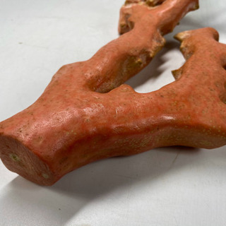 赤珊瑚もも珊瑚拝見　特大