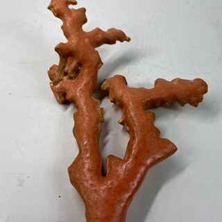 赤珊瑚もも珊瑚拝見　特大