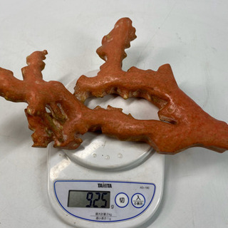 赤珊瑚もも珊瑚拝見　特大