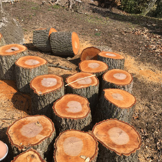 原木 薪にどうぞ