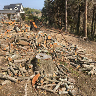 原木 薪にどうぞ