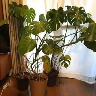 観葉植物 モンステラ 3鉢 [個別のお渡しも可能]