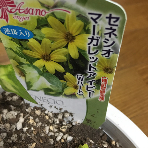観葉植物マーガレットアイビー Mimi 高島平のその他の中古あげます 譲ります ジモティーで不用品の処分