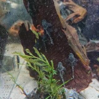 自家繁殖のミニブッシープレコの稚魚5匹まとめて 熱帯魚 Dennpa 津のその他の中古あげます 譲ります ジモティーで不用品の処分