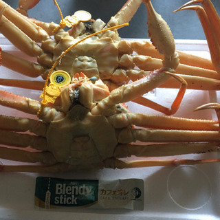 本日限定！タグ付き越前蟹