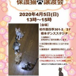 4/5(日）猫カフェ風保護猫譲渡会