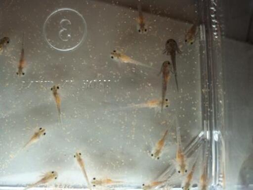 ウーパールーパーの稚魚 アシダカグモ 下大利の家具の中古あげます 譲ります ジモティーで不用品の処分